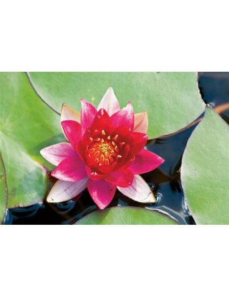 Nymphaea 'Burgundy Princess'  - 1