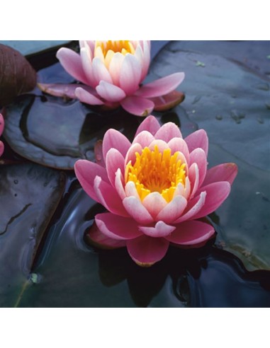 Nymphaea Fabiola  - 1