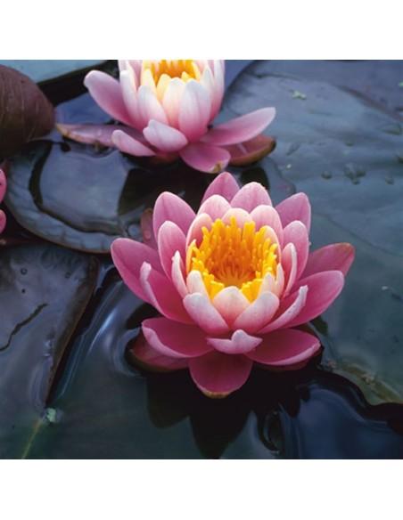 Nymphaea Fabiola  - 1