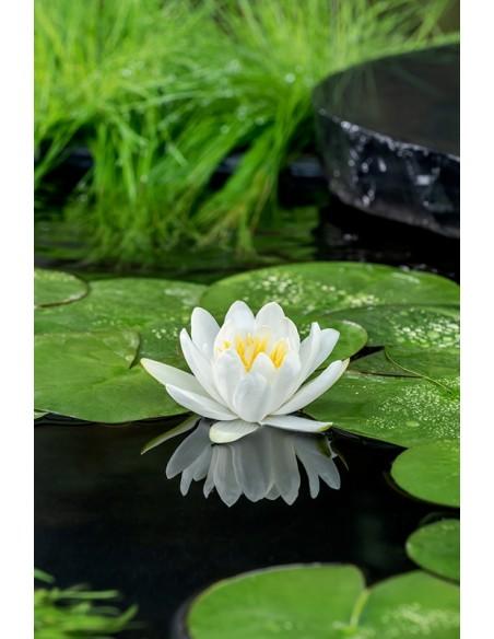Nymphaea Gladstoneana  - 1