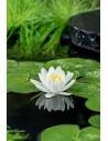 Nymphaea Gladstoneana (3L)  - 1