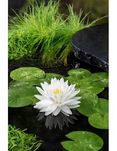 Nymphaea 'Gonnere' (3L.)  - 1