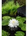 Nymphaea 'Gonnere' (3L.)  - 1