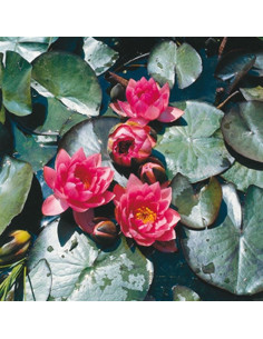 Nymphaea 'James Brydon'  - 1