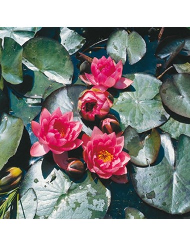 Nymphaea 'James Brydon'  - 1