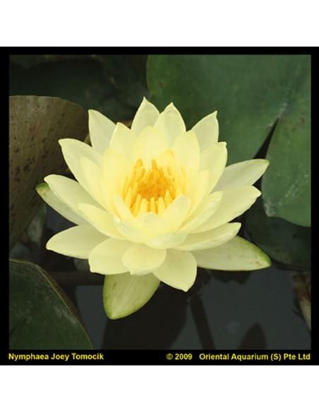 Nymphaea 'Joey Tomocik'  - 1