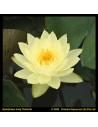 Nymphaea 'Joey Tomocik'  - 1