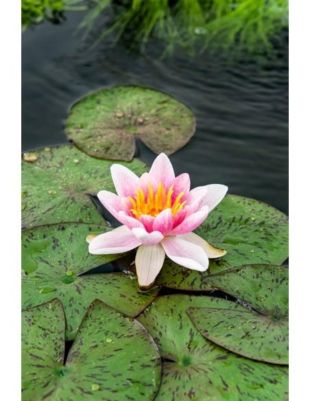 Nymphaea Laydekeri Lilacea (3L)  - 1