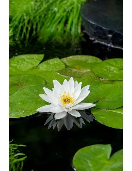 Nymphaea Marliacea Albida  - 1