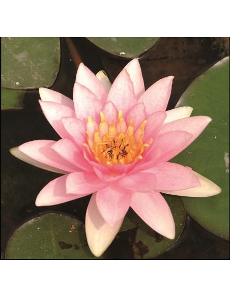 Nymphaea Marliacea 'Carnea' (3L)  - 1
