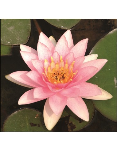 Nymphaea Marliacea Carnea  - 1