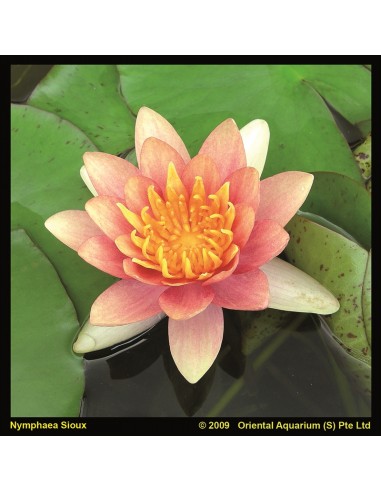 Nymphaea 'Sioux'  - 1