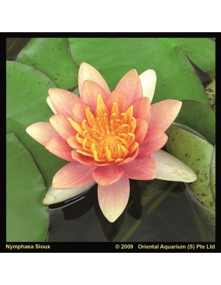 Nymphaea 'Sioux'  - 1