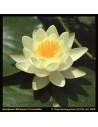 Nymphaea Marliacea Chromatella (3L)  - 1