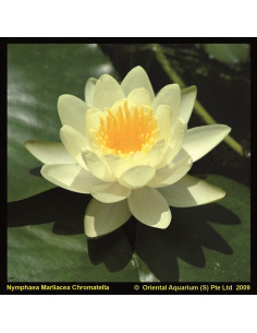 Nymphaea Marliacea Chromatella  - 1