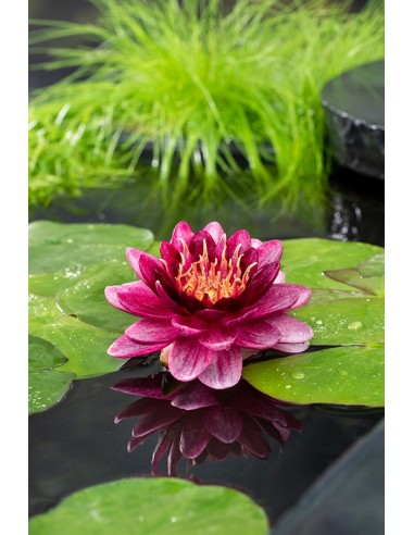 Nymphaea Perry almost black  - 1