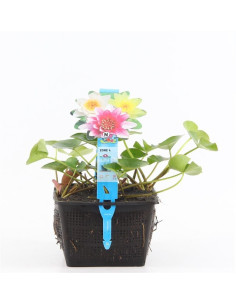 Nymphaea mix trio (3L)  - 1