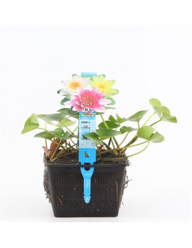 Nymphaea mix trio (3L)  - 1
