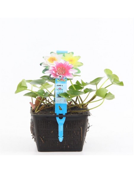 Nymphaea mix trio (3L)  - 1