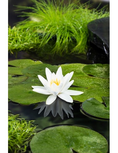 Nymphaea Tetragona  - 1