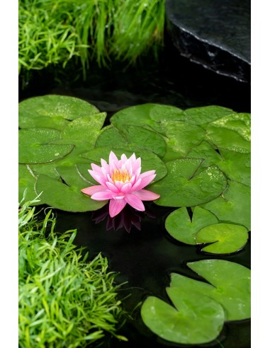 Nymphaea 'Fire Crest' (3L)  - 1