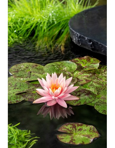 Nymphaea 'Colorado' (3L.)  - 1