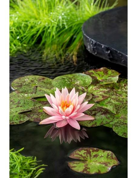 Nymphaea 'Colorado' (3L.)  - 1