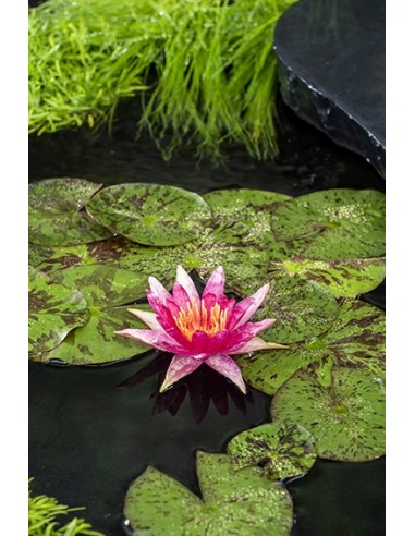 Nymphaea Red Spider  - 1