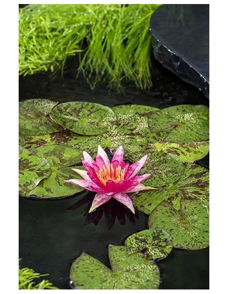 Nymphaea Red Spider  - 1