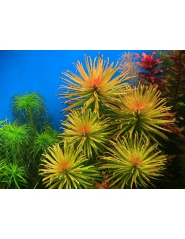 Ludwigia inclinata var. Cuba - In Vitro  - 2