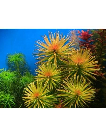 Ludwigia inclinata var. Cuba - In Vitro  - 2