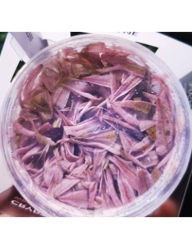 Cryptocoryne wendtii Flamingo INVITRO  - 1