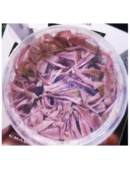 Cryptocoryne wendtii Flamingo INVITRO  - 1