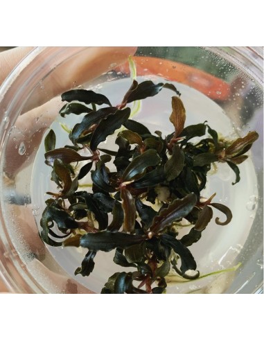 Bucephalandra 'batang Kawa'  - 1