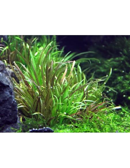 Blyxa japonica  - 1