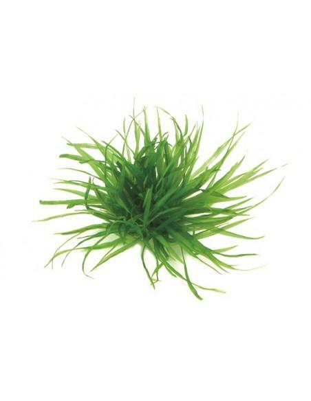 Blyxa japonica  - 2