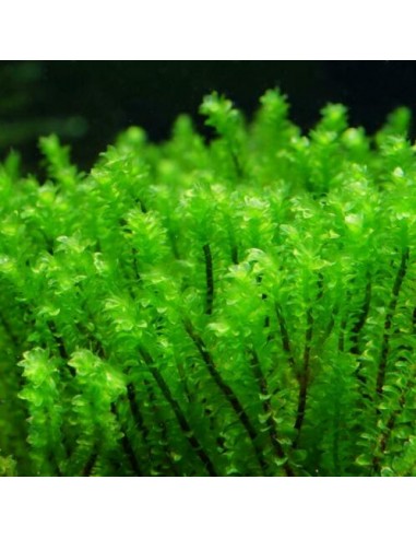 Hookeriaceae sp.  - 1