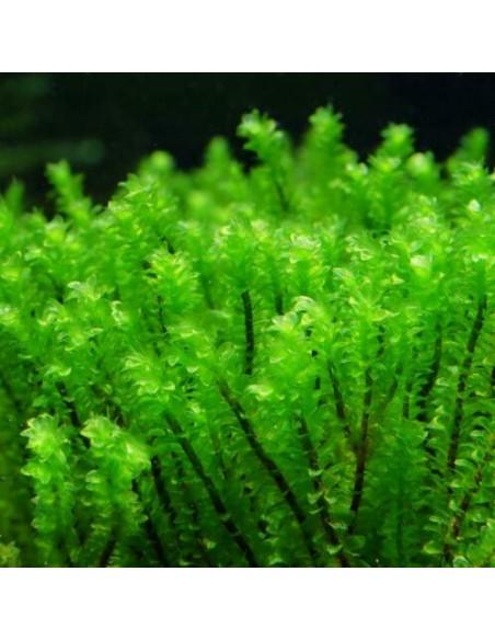 Hookeriaceae sp.  - 1