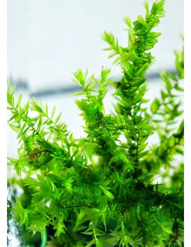 Fontinalis Duriae – Willow Duriae Moss  - 1