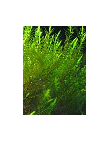 Fontinalis Hypnoides sp. – Quell Willow Moss  - 1