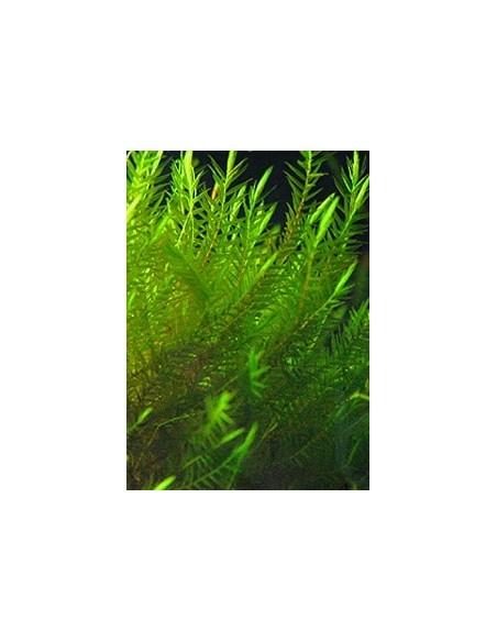 Fontinalis Hypnoides sp. – Quell Willow Moss  - 1