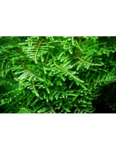 Taxyphyllum sp Green Sock  - 1