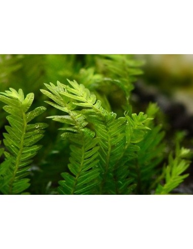 taxiphyllum sp malaysia  - 1