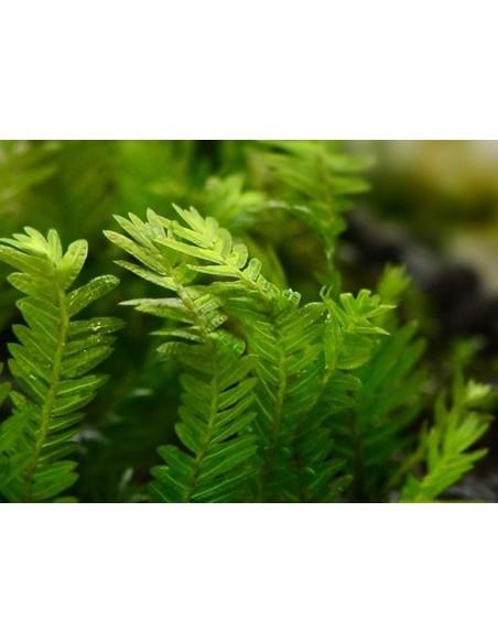 taxiphyllum sp malaysia  - 1