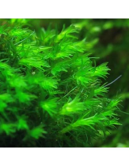 Barbula sp. - Millimètre Moss  - 1