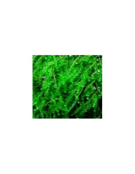 Pilotrichaceae sp. Pilo Moss  - 1