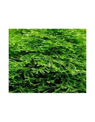Vesicularia sp. Japan Moss  - 1