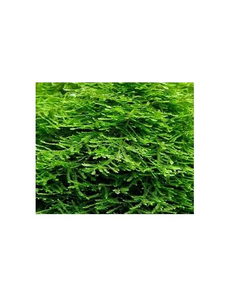 Vesicularia sp. Japan Moss  - 1