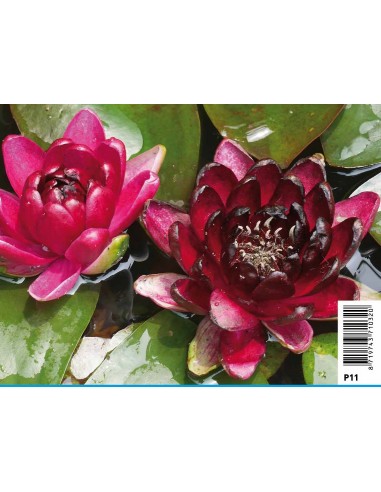 Nymphaea 'black Princess'  - 1