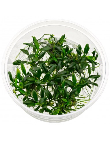 Anubias barteri var. nana 'Pangolino' - In Vitro Cup  - 1